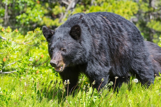 Black Bear