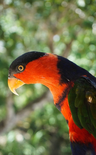 Foto black caped lory