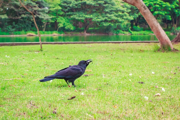 Black Carrion Crow (Corvus corone).