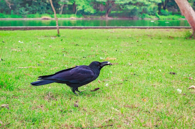 Black Carrion Crow (Corvus corone).