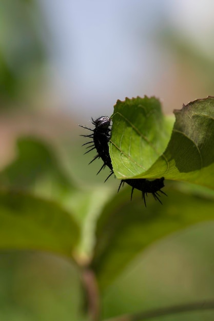 Black Caterpillar Dione juno gusano infestación de maracuyá comiendo hojas