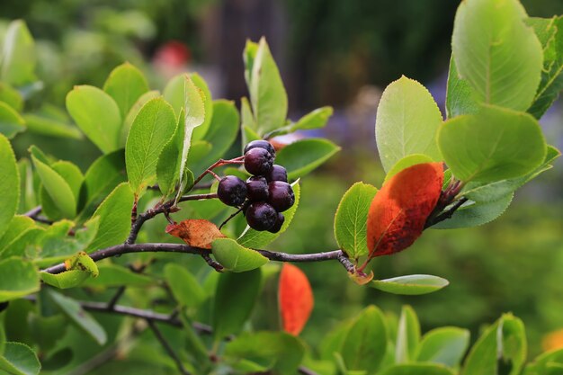 Black chokeberry no jardim