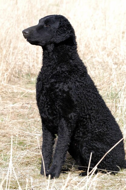 Foto black curly coated retriever hündin sitzt auf einem feld