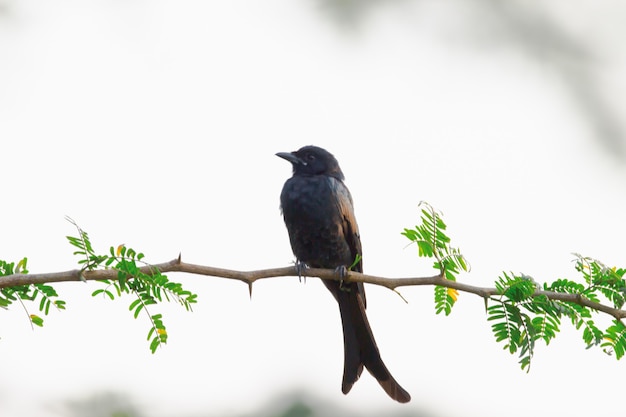 Black Drongo Dicrurus macrocercus sittign en la rama superior del árbol