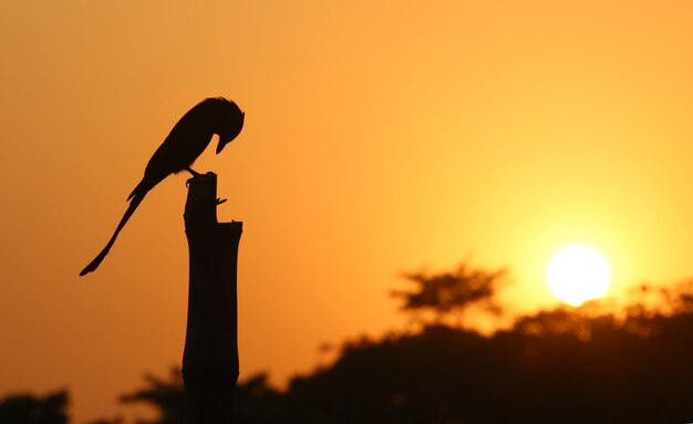 Black Drongo sentado en un poste mientras se pone el sol