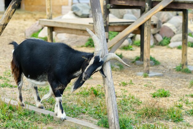 Black Goat se coça