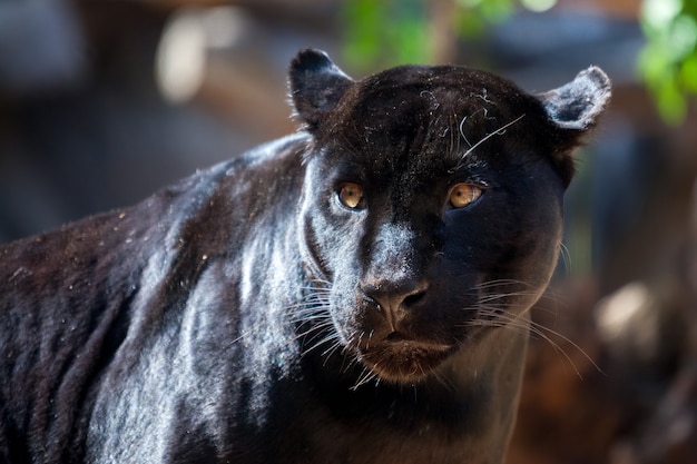 Black Jaguar