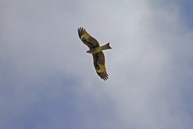 Foto black kite bird en vuelo