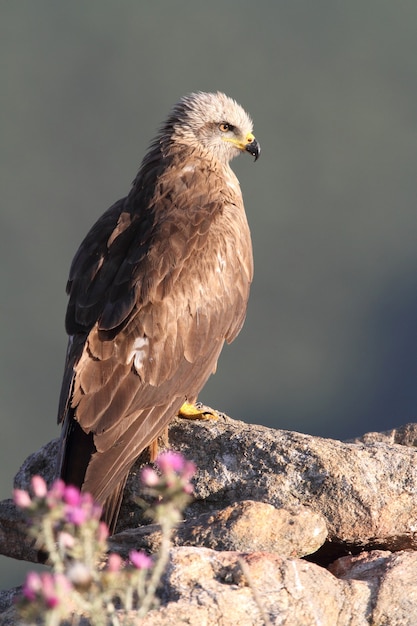 Black Kite entre flores púrpuras a principios de primavera con las primeras luces del día