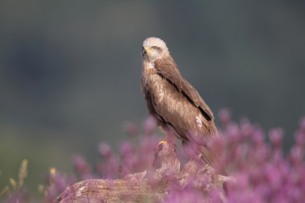 Black Kite entre flores púrpuras a principios de primavera con las primeras luces del día