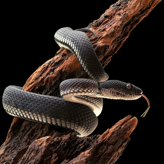 Black Mangrove Pit Viper Snake Purpureomaculatus en un árbol