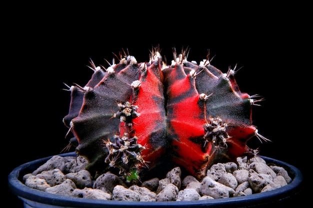 Black Pearl Gymnocalycium Kaktus auf Pflanztopf