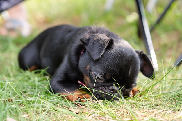 Black Petit Brabancon sitzt auf dem grünen Rasen. Kleiner schwarzer Hund