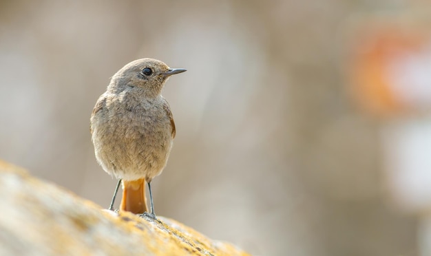 Black redstart Phoenicurus ochruros Un pájaro se alza sobre una piedra antigua