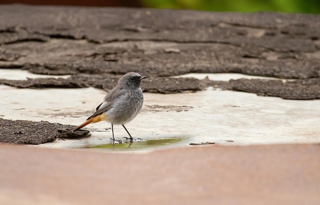 Black redstart Phoenicurus ochruros Un pájaro macho se encuentra cerca de un pequeño charco de agua en el techo antiguo de la casa