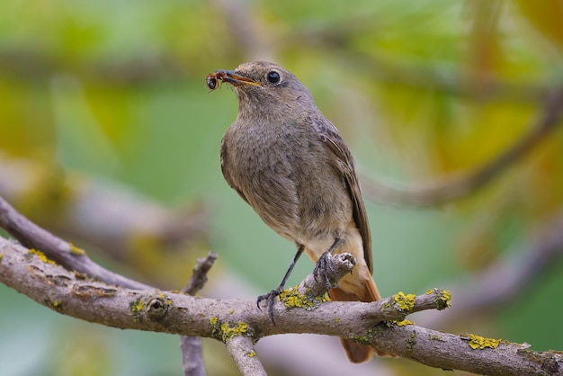 Black redstart Phoenicurus ochruros parado en la rama con presa