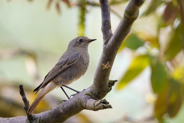 Black redstart Phoenicurus ochruros de pie en la rama