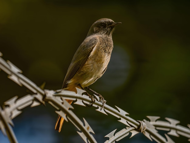 Black redstart sentado en una cadena de metal sobre un fondo verde brillanteFoto de vida silvestre