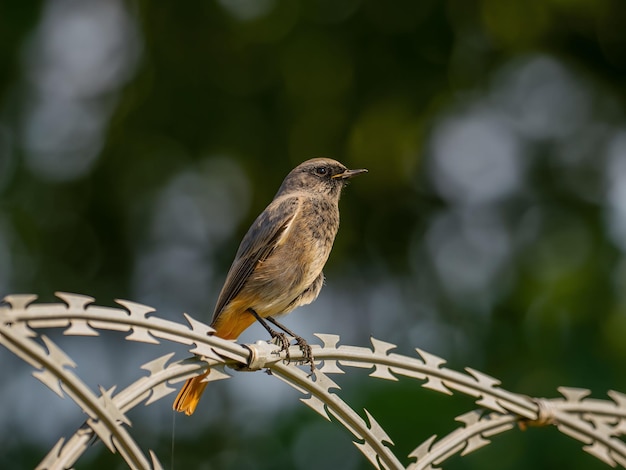 Black redstart sentado en una cadena de metal sobre un fondo verde brillanteFoto de vida silvestre