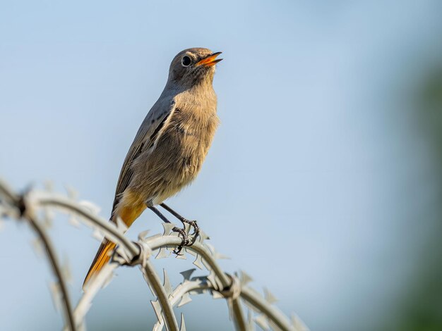 Foto black redstart sentado em uma cadeia de metal contra um fundo de céu brilhantefoto de vida selvagem