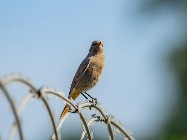 Foto black redstart sentado em uma cadeia de metal contra um fundo de céu brilhantefoto de vida selvagem