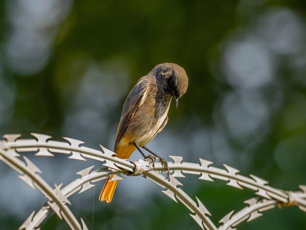 Black redstart sentado em uma cadeia de metal em um fundo verde brilhanteFoto de vida selvagem