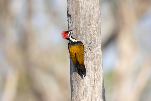 Black Rumped Flameback Woodpecker en un árbol