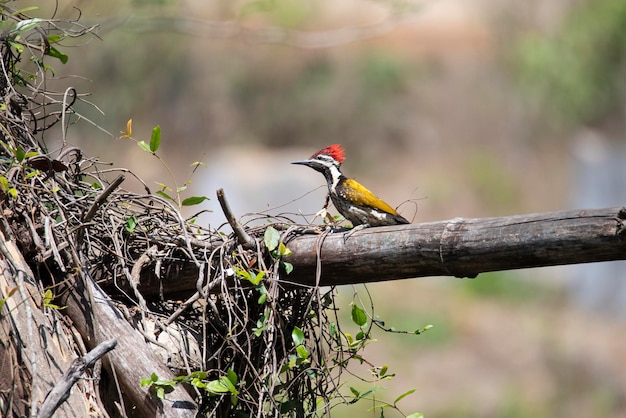 Black Rumped Flameback Woodpecker auf einem toten Baumstamm