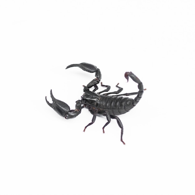 Black Scorpion Animais venenosos isolados no fundo branco