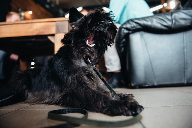 Black terrier ao lado de um homem