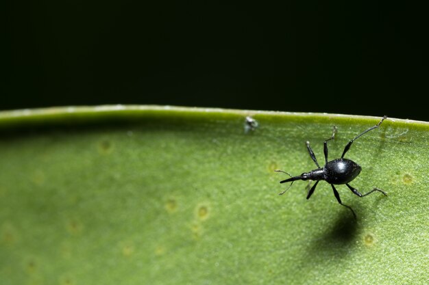 Black weevil