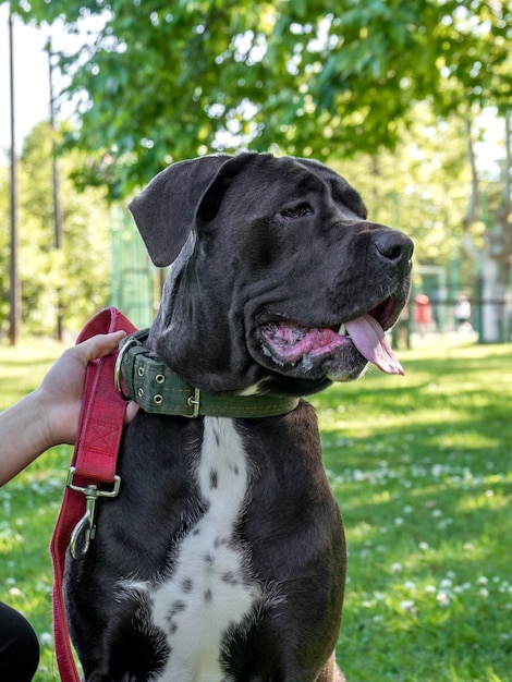 Black Young Cane Corso Hund sitzen auf grünem Gras mit seinem Besitzer, im Freien