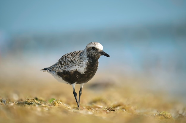 BlackBellied Plover pájaro marino salvaje en busca de comida en la playa en verano