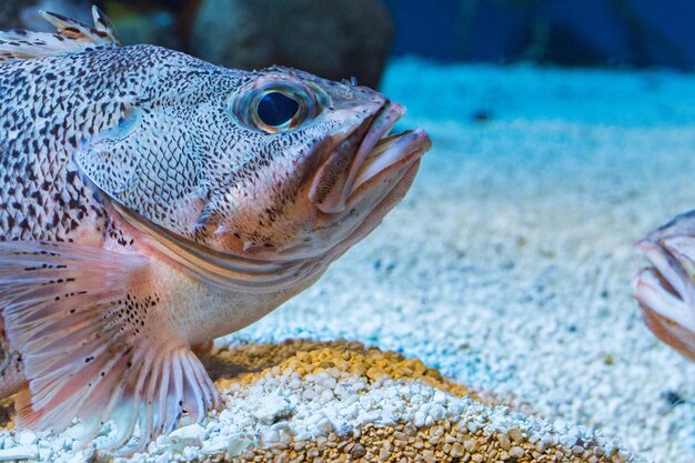 Blackbelly Rosefish mergulho de retrato de perto debaixo d'água