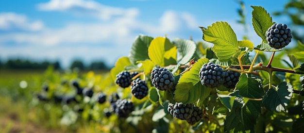 Blackberries wachsen an einem sonnigen Tag auf einer Rebe in einem Weinberg