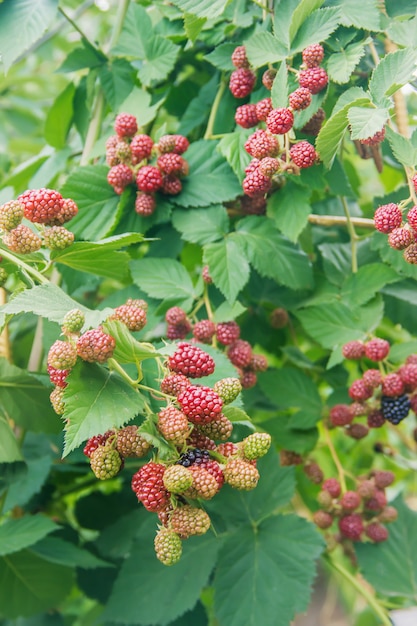 Blackberry arbustos que crecen en el jardín. Enfoque selectivo