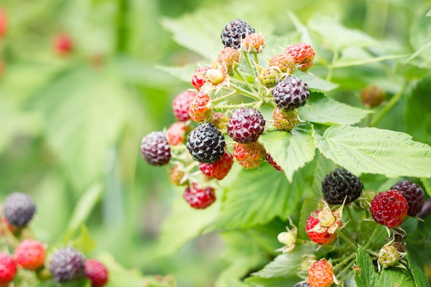 BlackBerry Bush close-up, produto natural