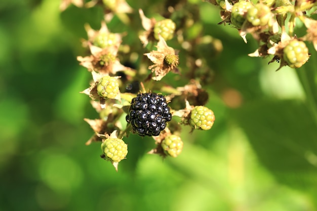 Blackberry em um arbusto em um dia de verão