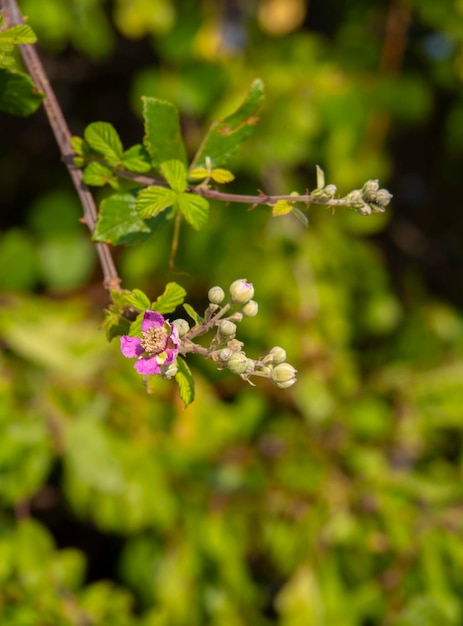 Blackberry florece Rubus en un arbusto en Grecia