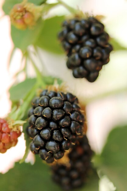 Blackberry fruto que crece en la rama