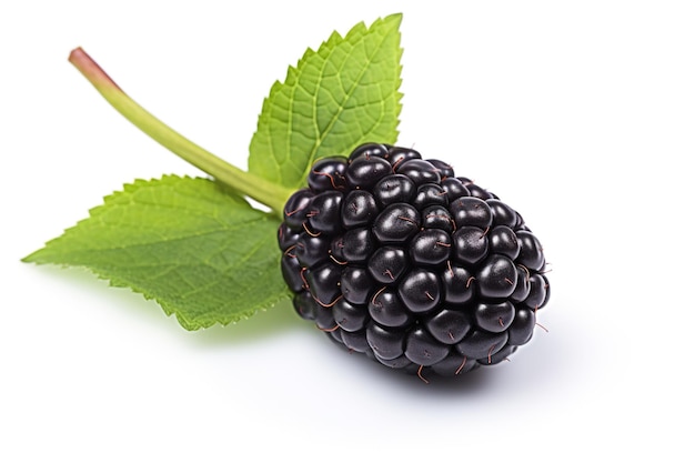 blackberry isolado em fundo branco