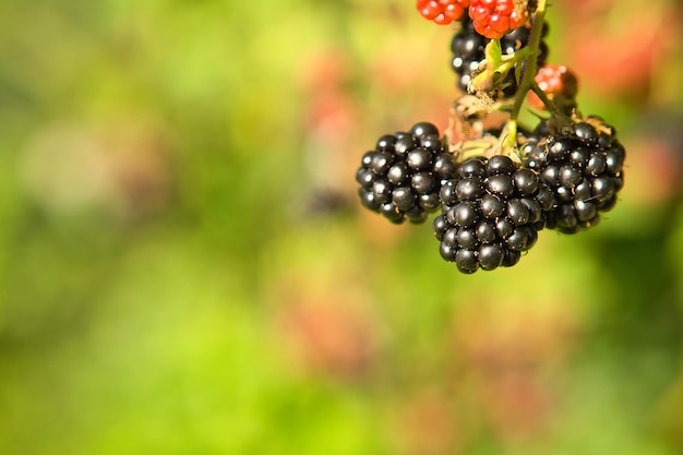 Blackberry no ramo Fruto maduro Fruto rico em vitaminas Close Up de comida