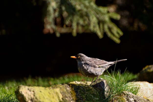 Blackbird en busca de lombrices de tierra en la hierba