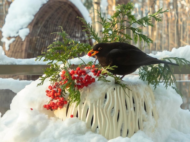 Blackbird come serbal cuidadosamente preparado para él por el hombre.