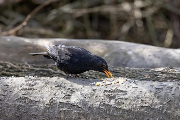 Blackbird comiendo semillas de un árbol muerto