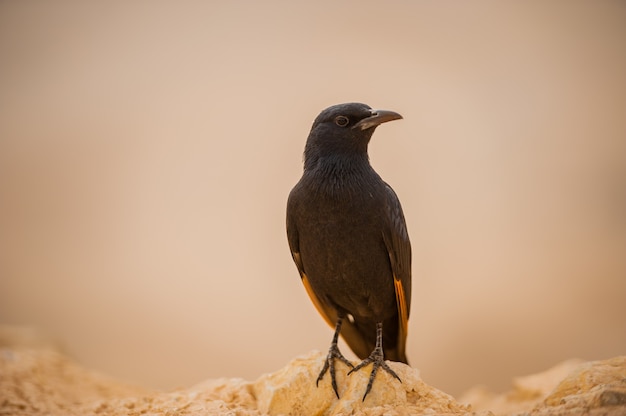 Blackbird contra el telón de fondo del desierto israelí.