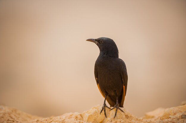 Blackbird contra el telón de fondo del desierto israelí.