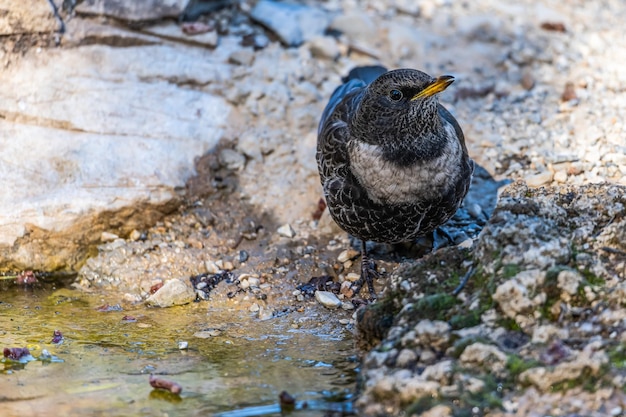 Blackbird de capa branca ou Turdus torquatus ave passeriforme da família Turdidae