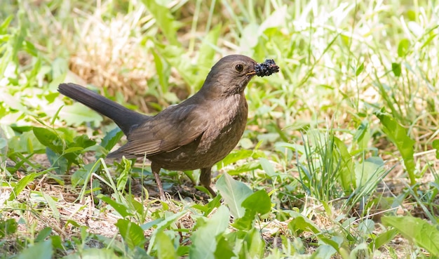 Blackbird eurasian blackbird turdus merula a fêmea senta-se na grama segura amora em seu bico