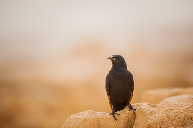 Blackbird no contexto do deserto israelense.